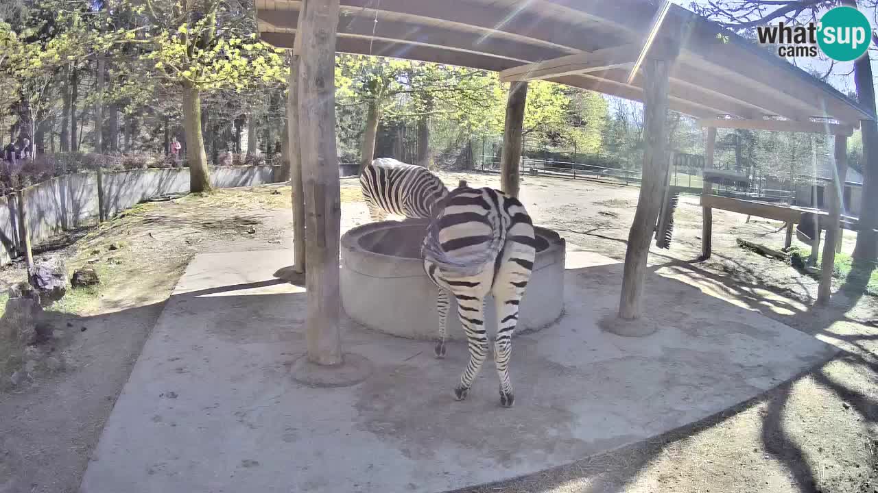 Web kamera uživo Zebras u ZOO Ljubljana – Slovenija