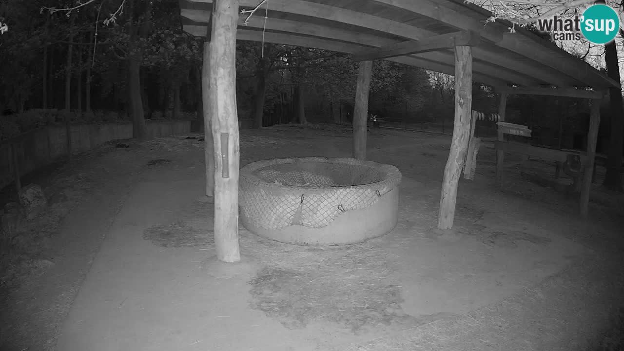 Web kamera uživo Zebras u ZOO Ljubljana – Slovenija