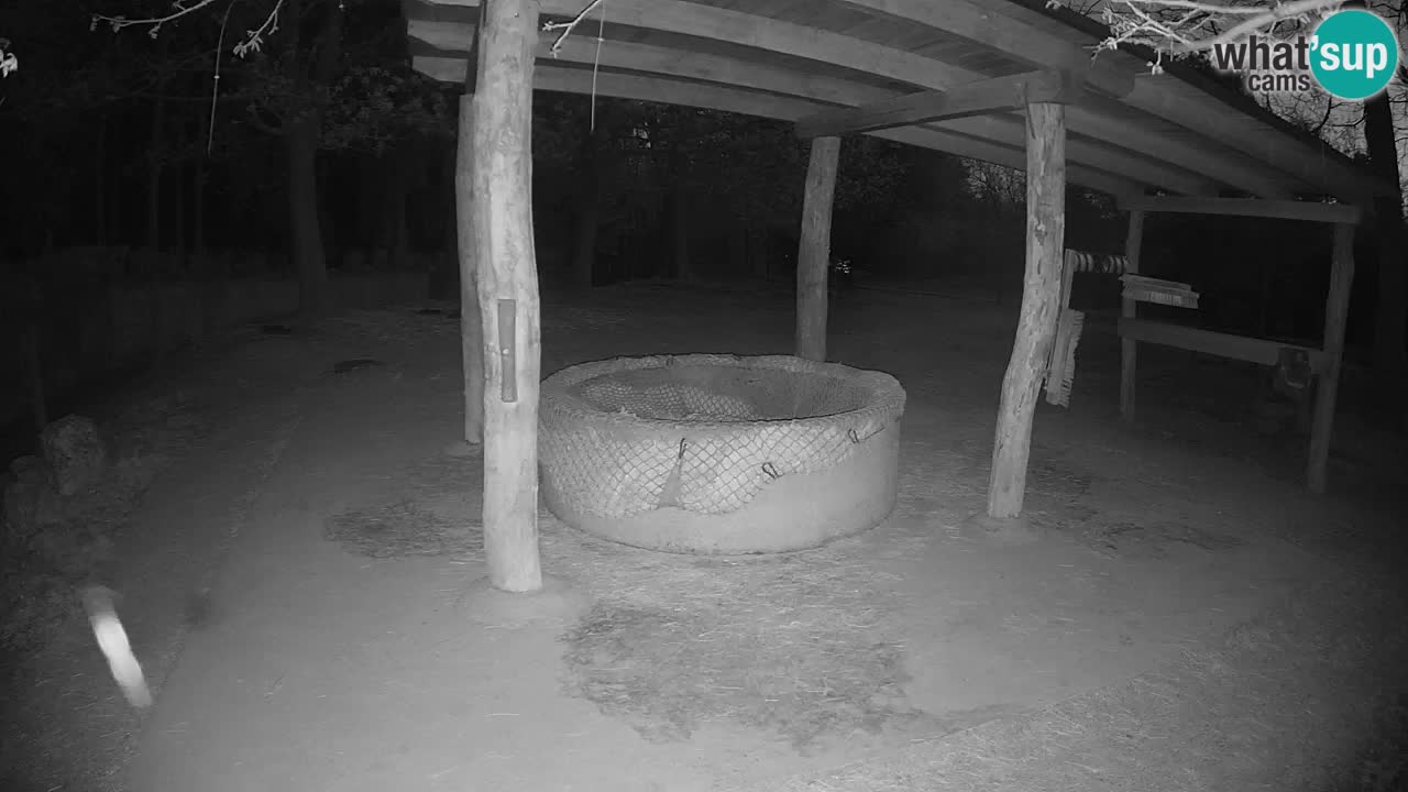 Web kamera uživo Zebras u ZOO Ljubljana – Slovenija