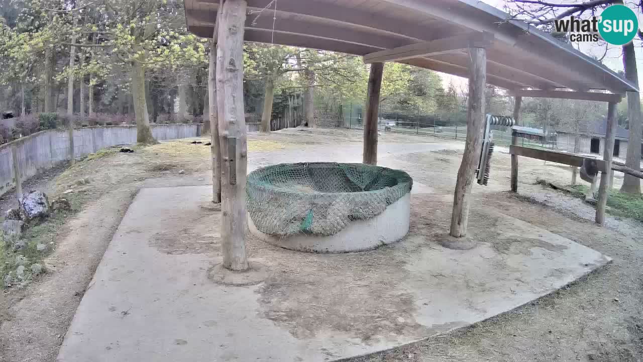 Live webcam Zebras in Ljubljana ZOO – Slovenia