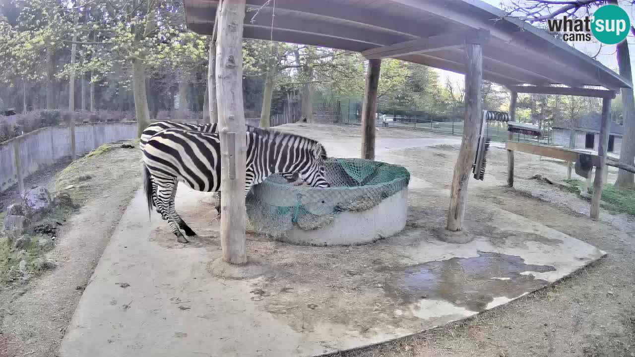 Live webcam Les zèbres in Ljubljana ZOO – Slovénie