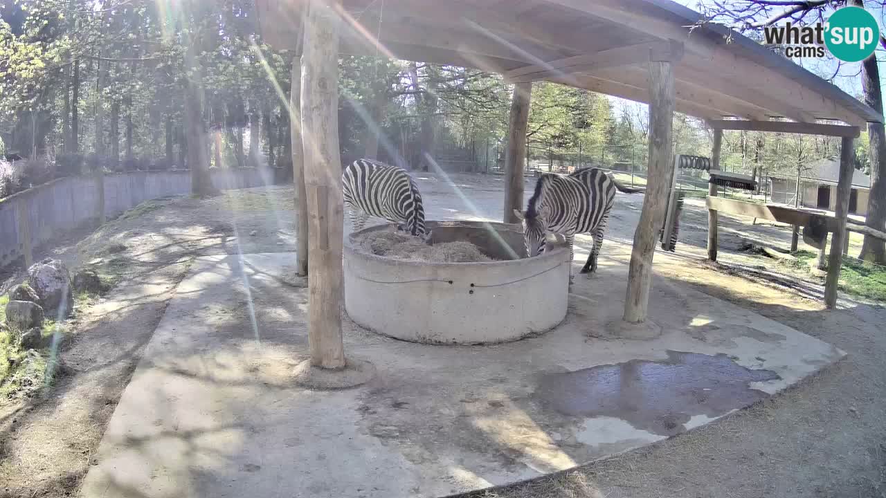 Live webcam Les zèbres in Ljubljana ZOO – Slovénie