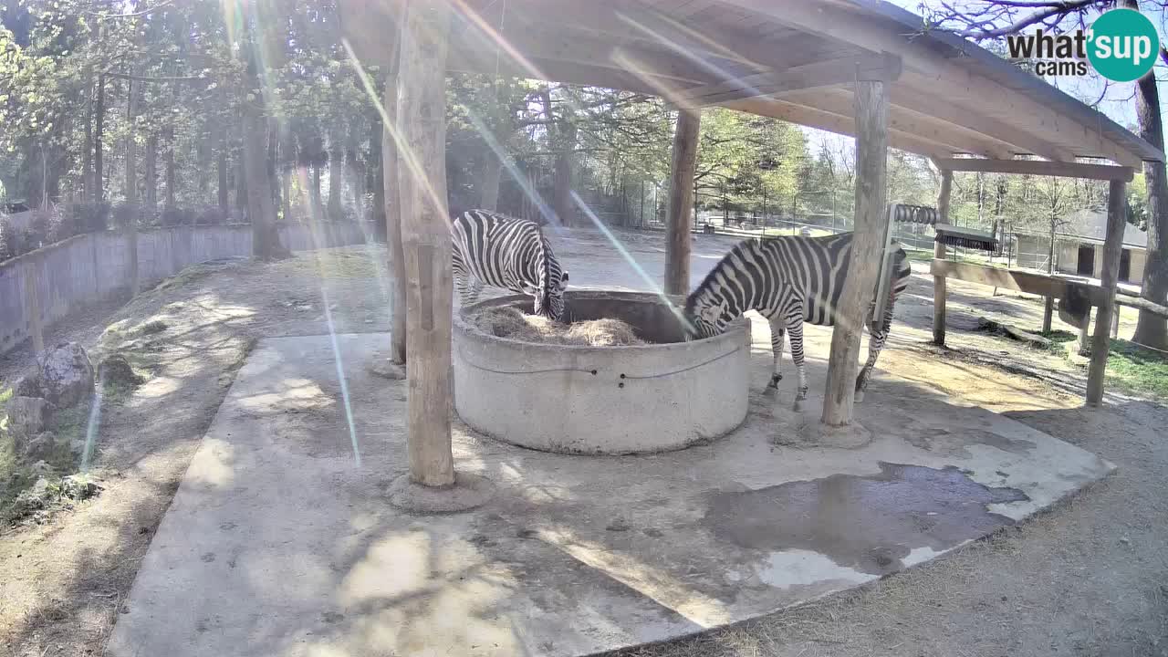 Camera en vivo Cebras in Ljubljana ZOO – Eslovenia