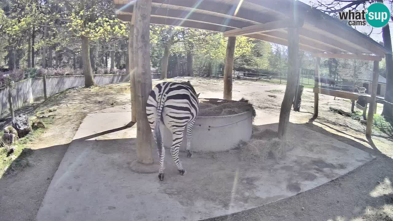 Live Webcam Zebras in Ljubljana ZOO – Slowenien