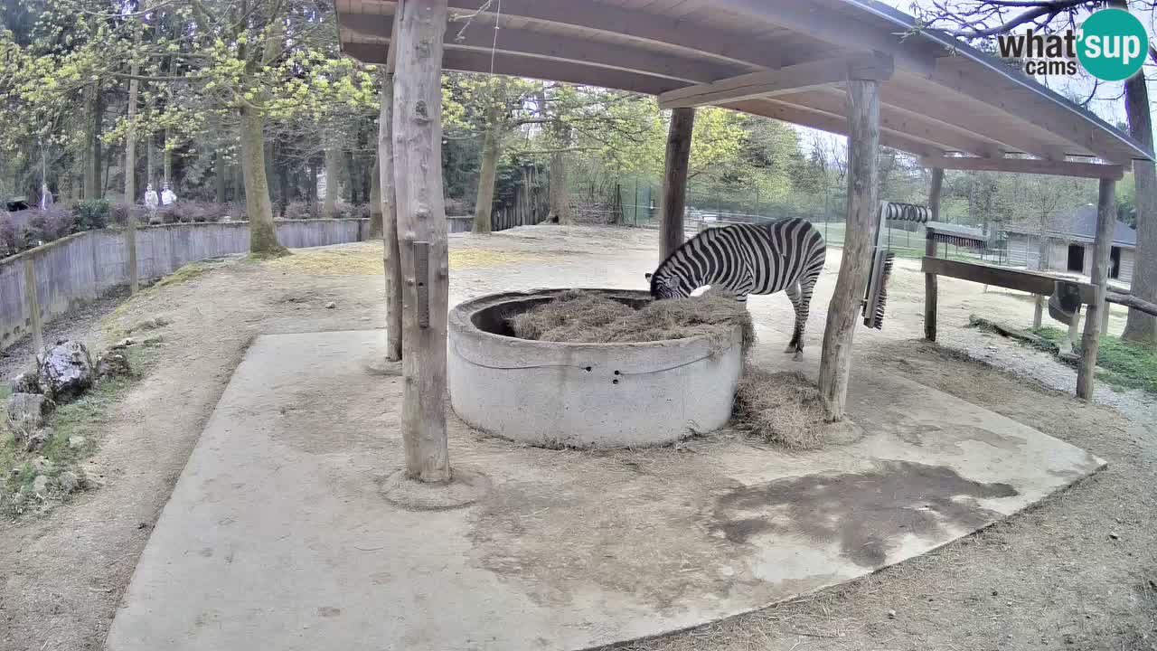 Zebre v živo v živalskem vrtu Ljubljana ZOO spletne kamere
