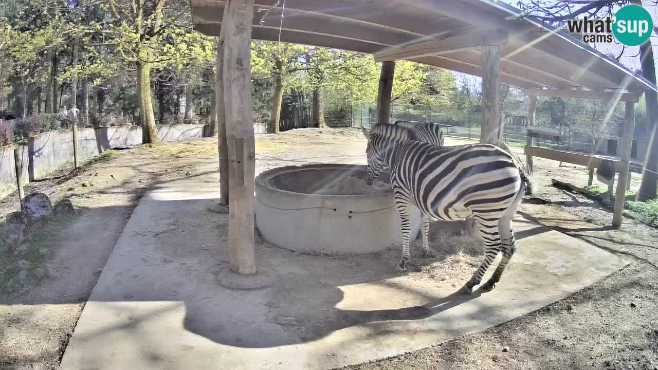 Le Zebre nello ZOO di Ljubljana – Slovenia Live webcam