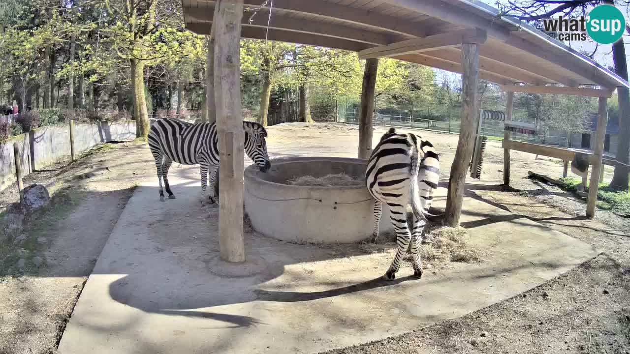 Live webcam Les zèbres in Ljubljana ZOO – Slovénie