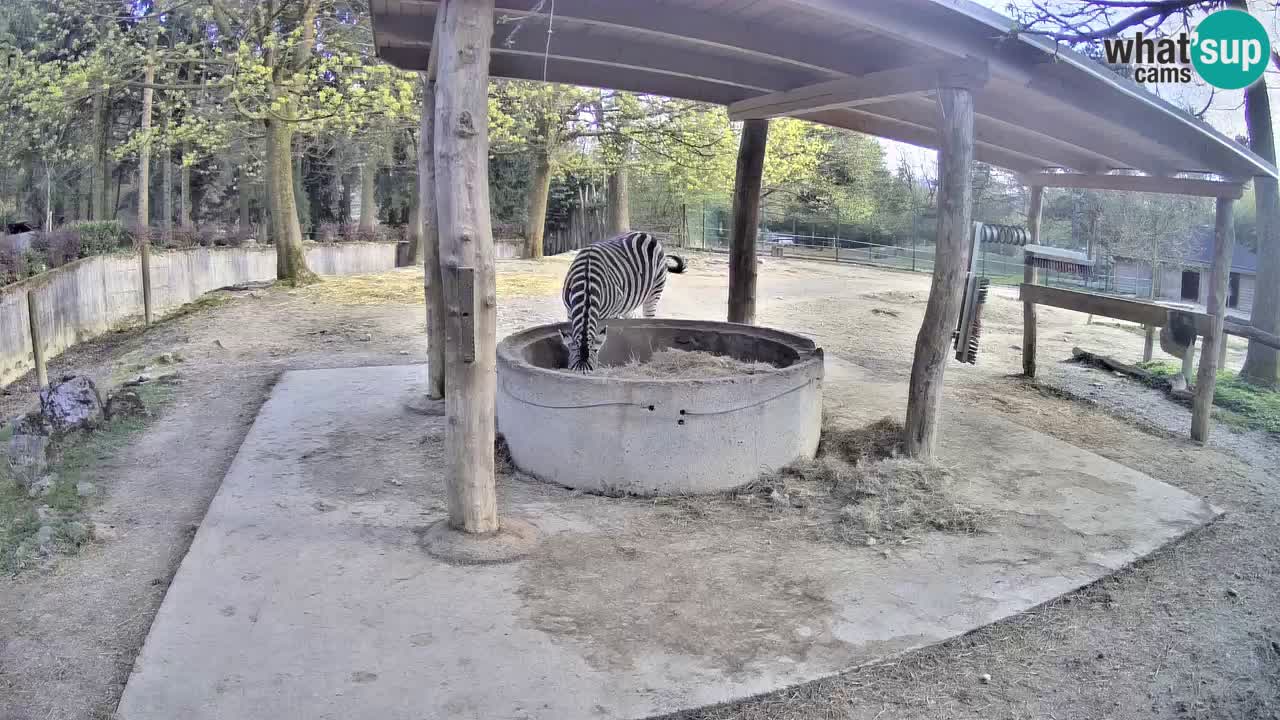 Live webcam Les zèbres in Ljubljana ZOO – Slovénie