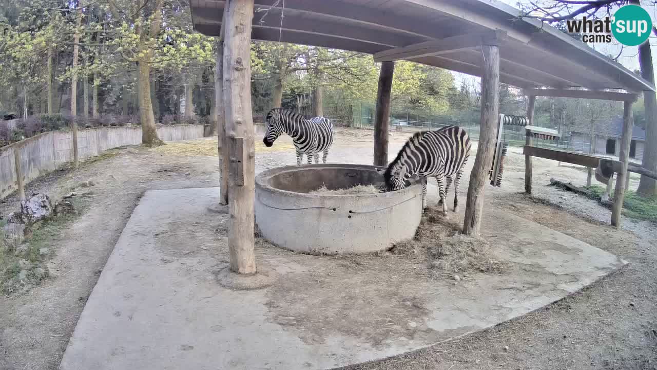 Le Zebre nello ZOO di Ljubljana – Slovenia Live webcam