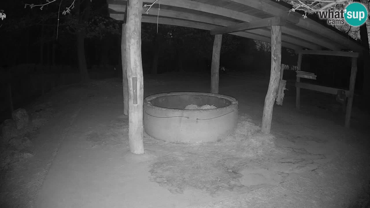 Camera en vivo Cebras in Ljubljana ZOO – Eslovenia