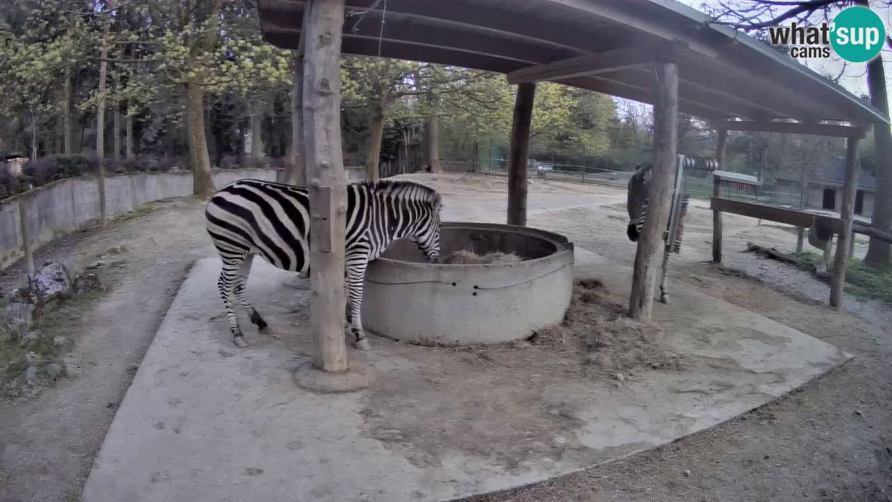 Live webcam Les zèbres in Ljubljana ZOO – Slovénie