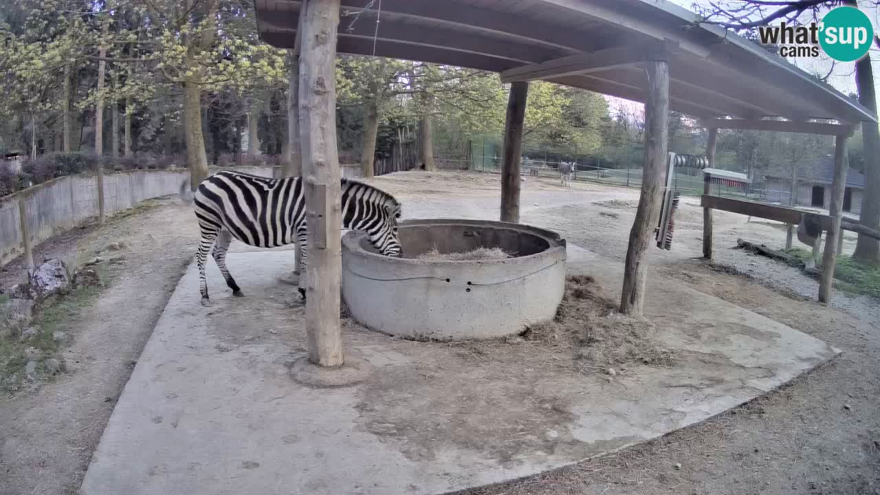 Live webcam Les zèbres in Ljubljana ZOO – Slovénie