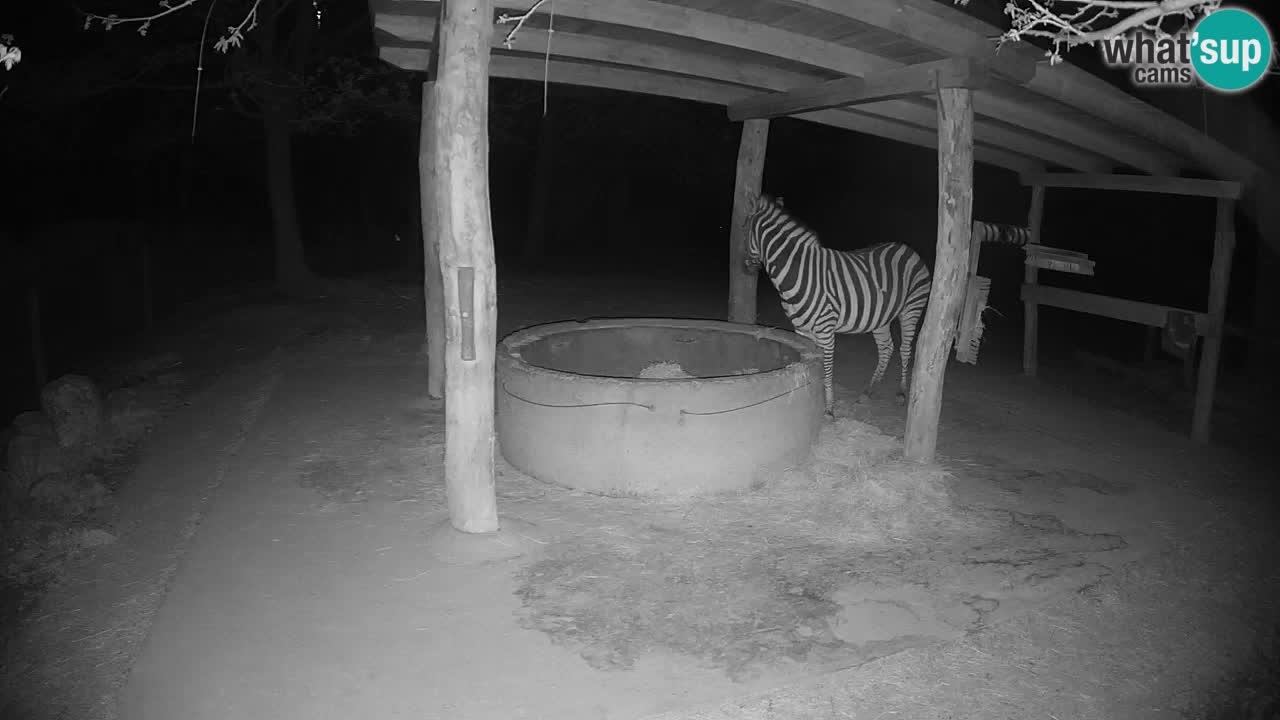 Camera en vivo Cebras in Ljubljana ZOO – Eslovenia