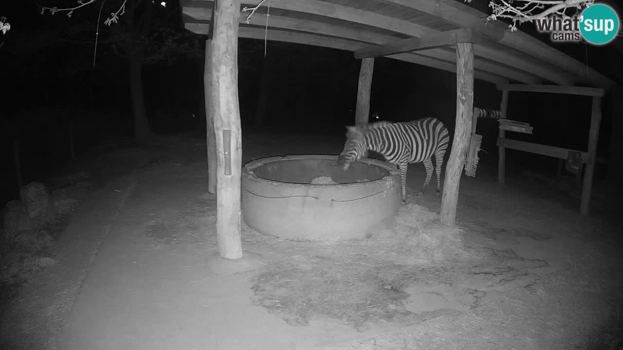 Live Webcam Zebras in Ljubljana ZOO – Slowenien