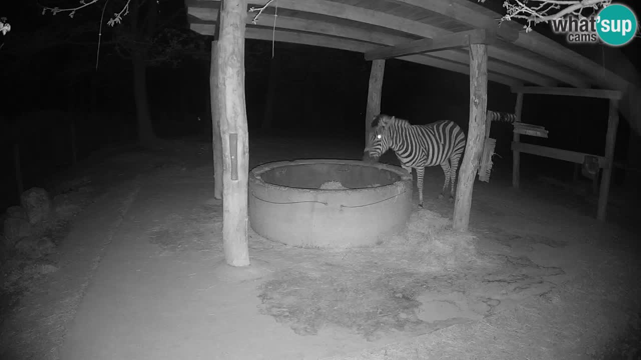 Live webcam Les zèbres in Ljubljana ZOO – Slovénie