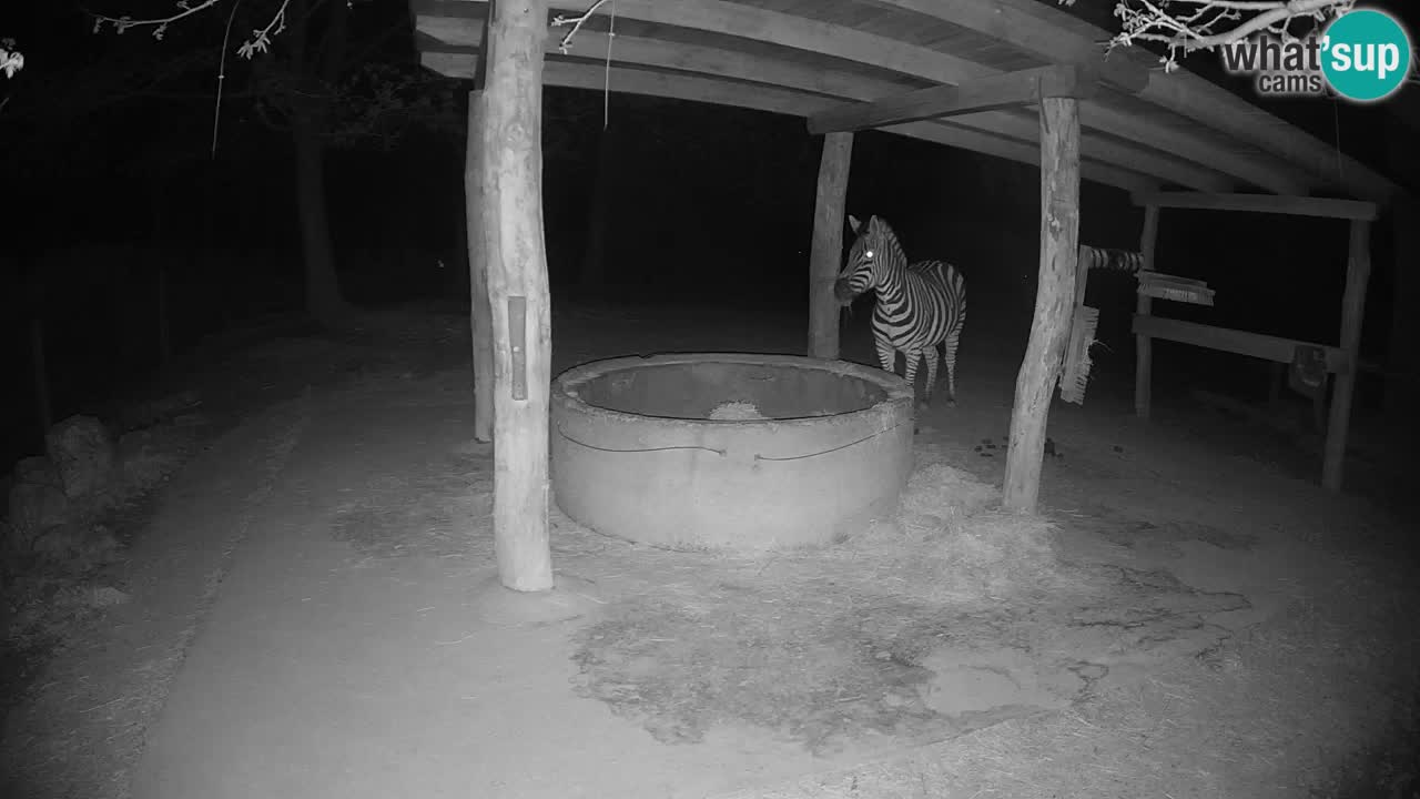 Live Webcam Zebras in Ljubljana ZOO – Slowenien