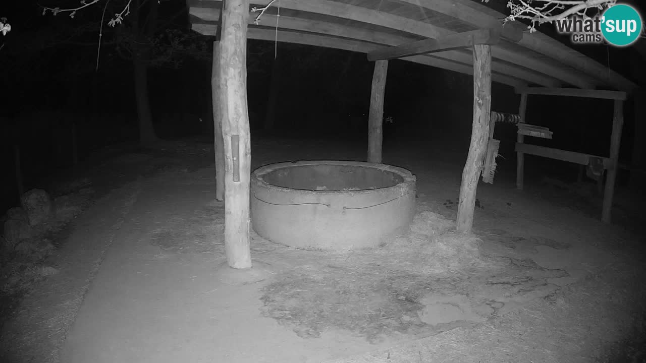 Live webcam Zebras in Ljubljana ZOO – Slovenia