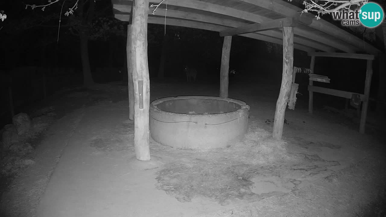 Live webcam Les zèbres in Ljubljana ZOO – Slovénie