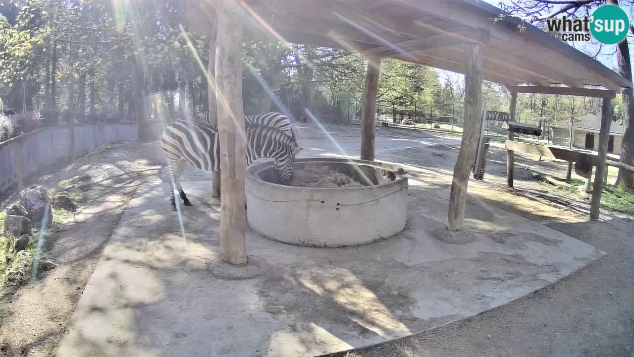 Le Zebre nello ZOO di Ljubljana – Slovenia Live webcam