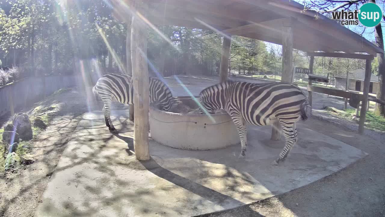Web kamera uživo Zebras u ZOO Ljubljana – Slovenija