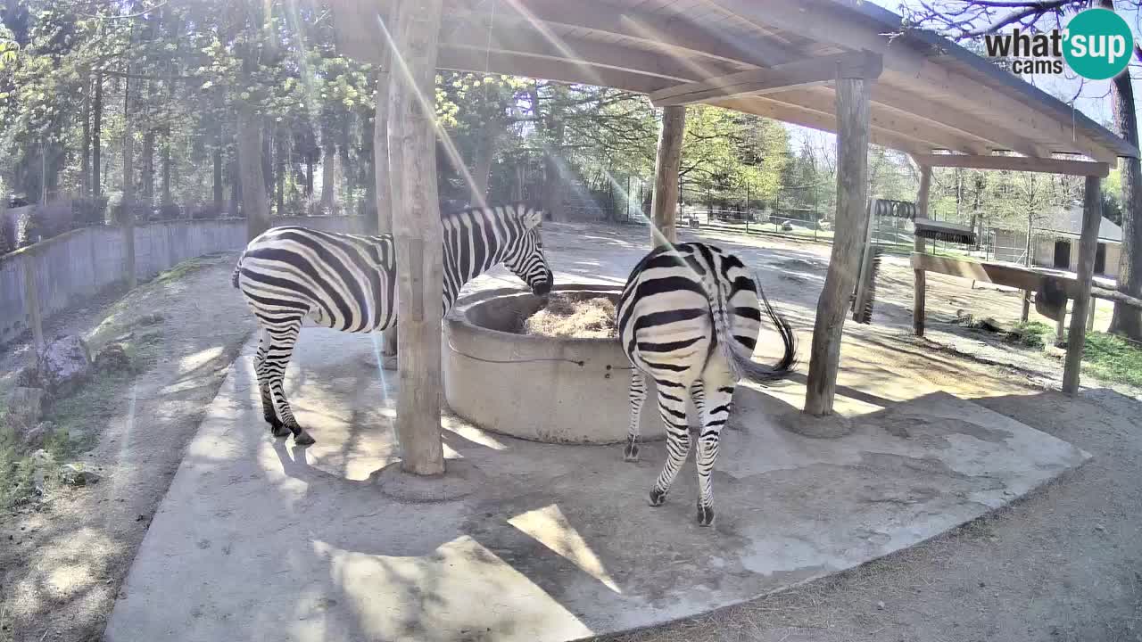 Web kamera uživo Zebras u ZOO Ljubljana – Slovenija
