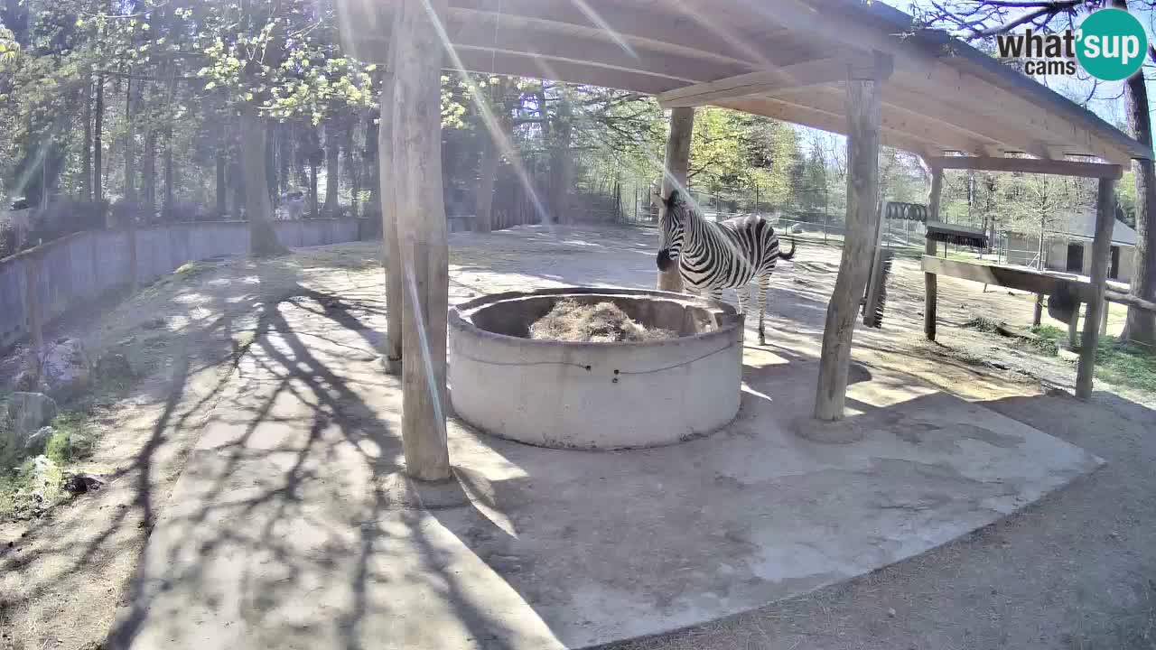 Live webcam Zebras in Ljubljana ZOO – Slovenia