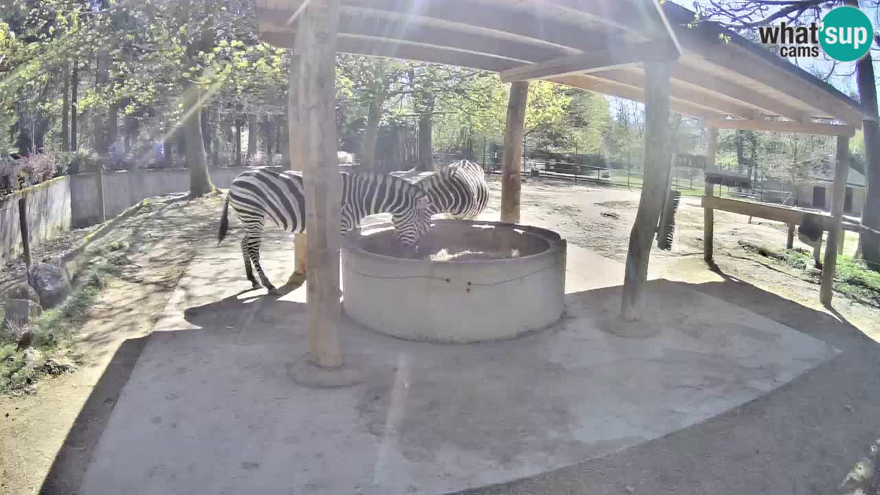 Zebre v živo v živalskem vrtu Ljubljana ZOO spletne kamere