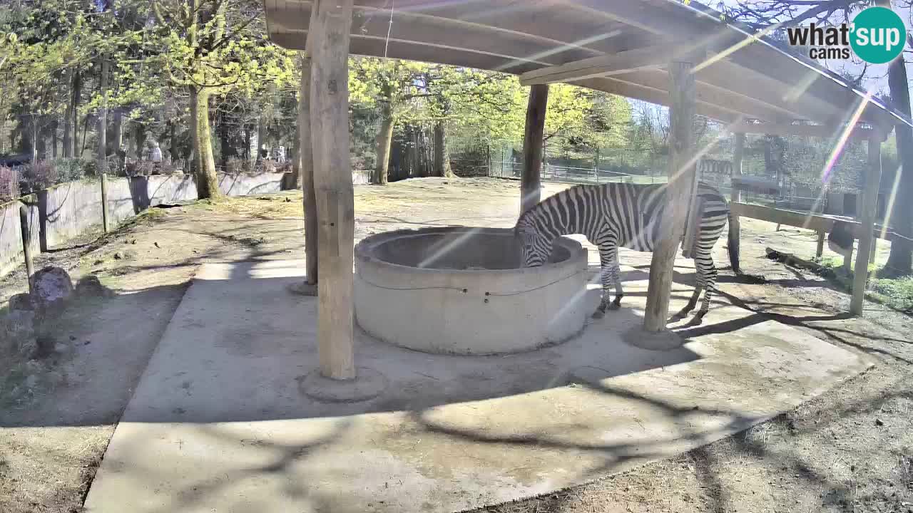 Le Zebre nello ZOO di Ljubljana – Slovenia Live webcam