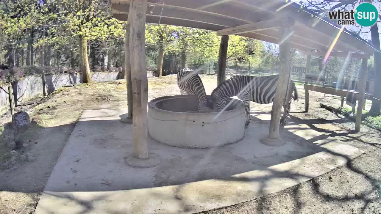 Camera en vivo Cebras in Ljubljana ZOO – Eslovenia
