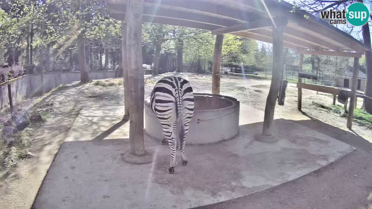 Web kamera uživo Zebras u ZOO Ljubljana – Slovenija