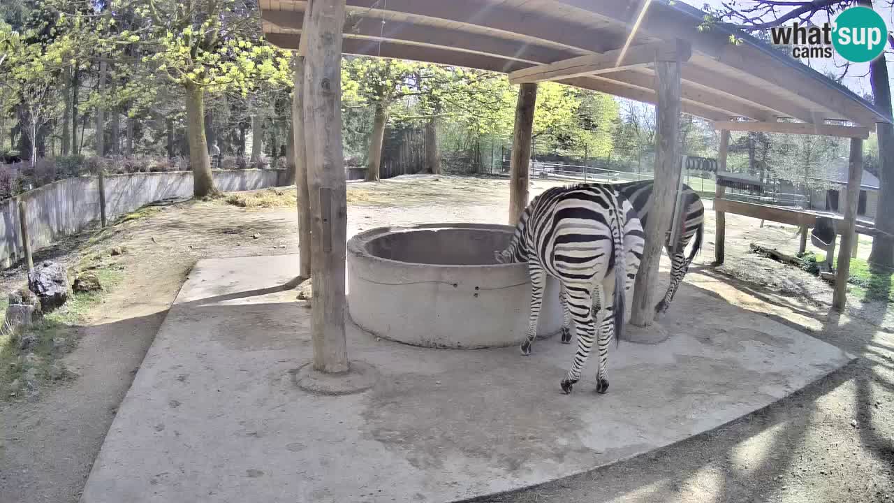 Web kamera uživo Zebras u ZOO Ljubljana – Slovenija
