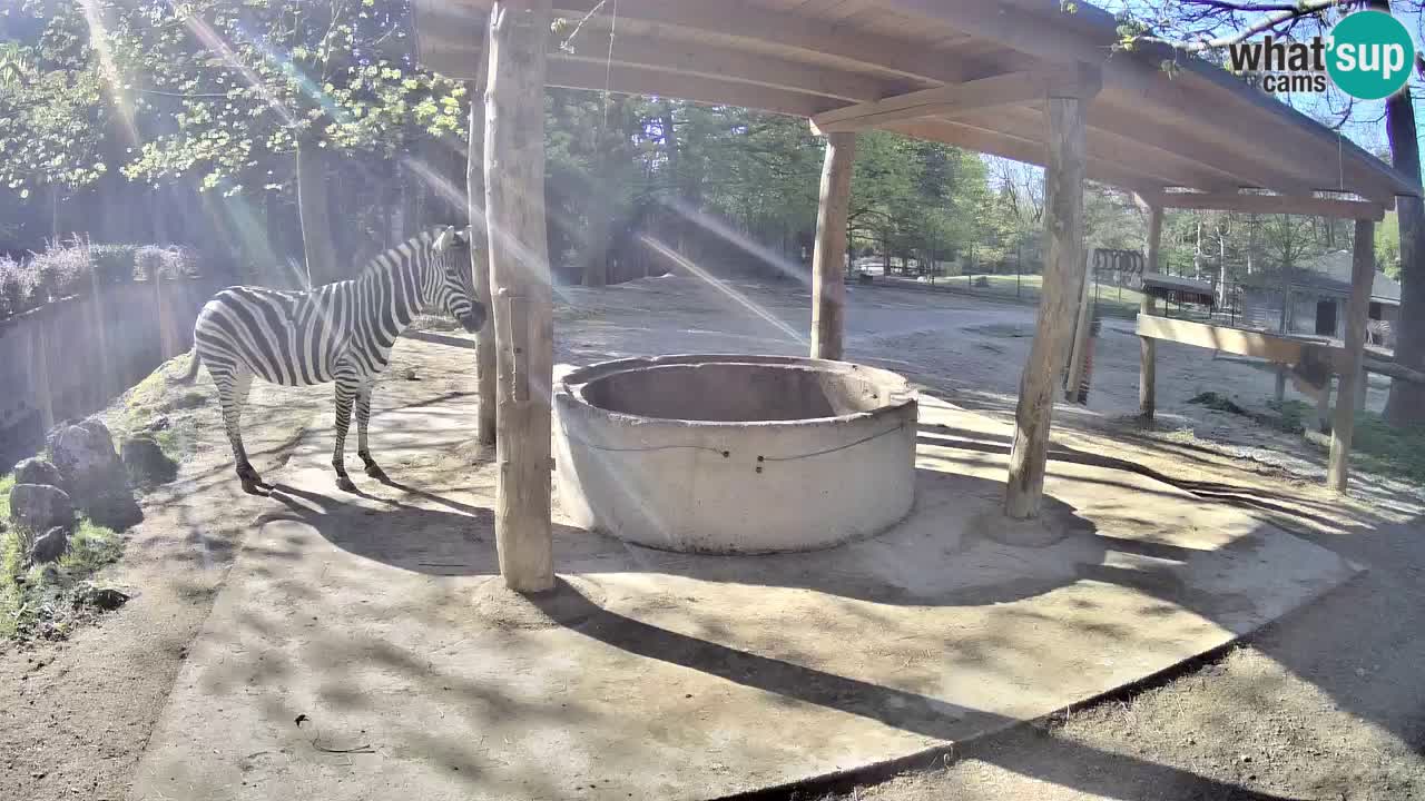Live webcam Les zèbres in Ljubljana ZOO – Slovénie
