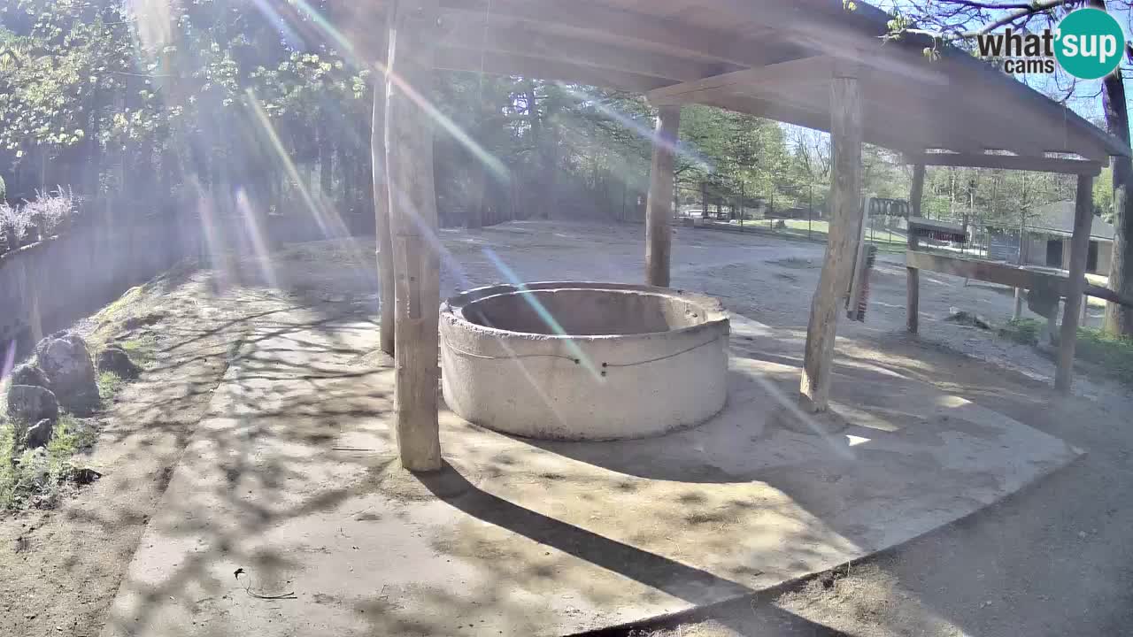 Live webcam Zebras in Ljubljana ZOO – Slovenia