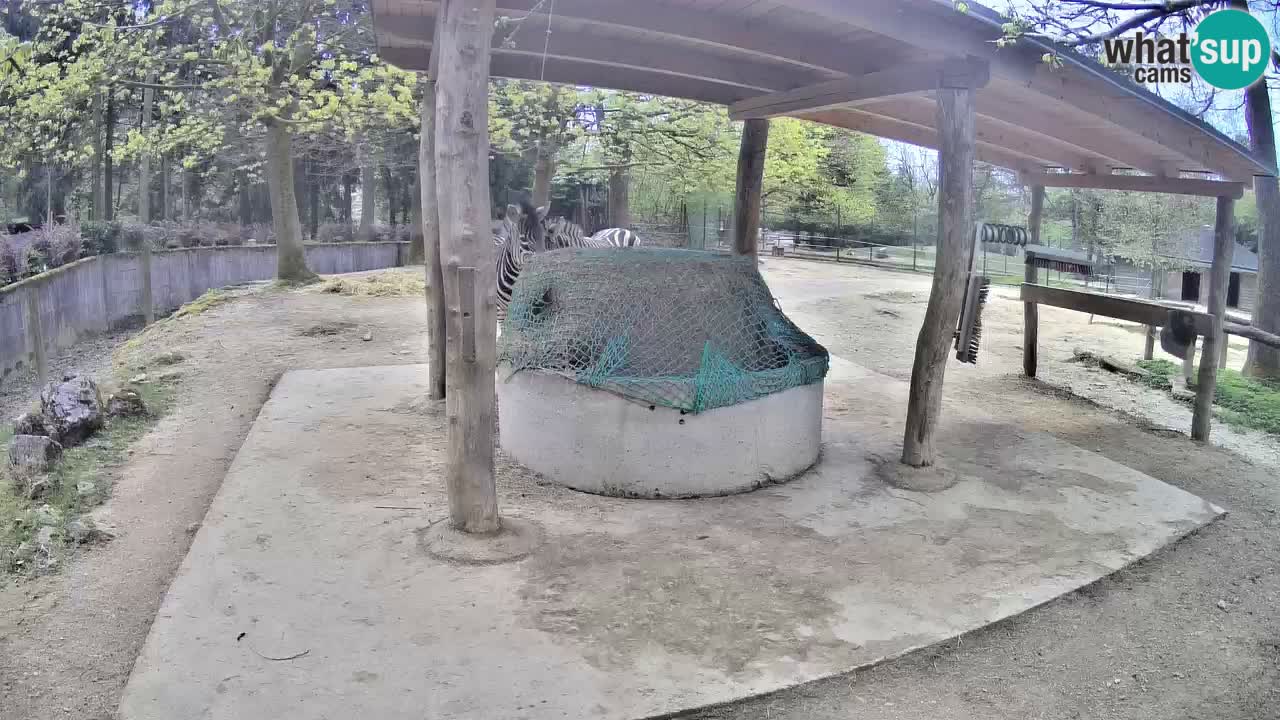 Camera en vivo Cebras in Ljubljana ZOO – Eslovenia