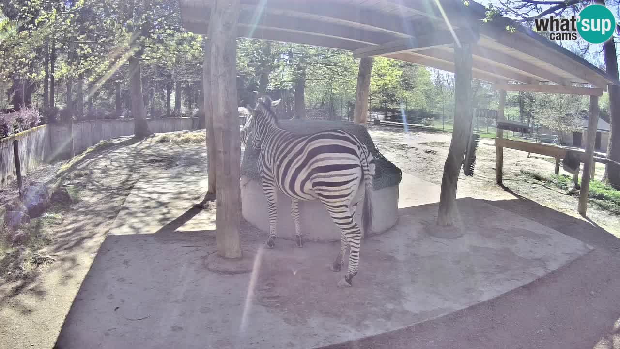 Live webcam Les zèbres in Ljubljana ZOO – Slovénie