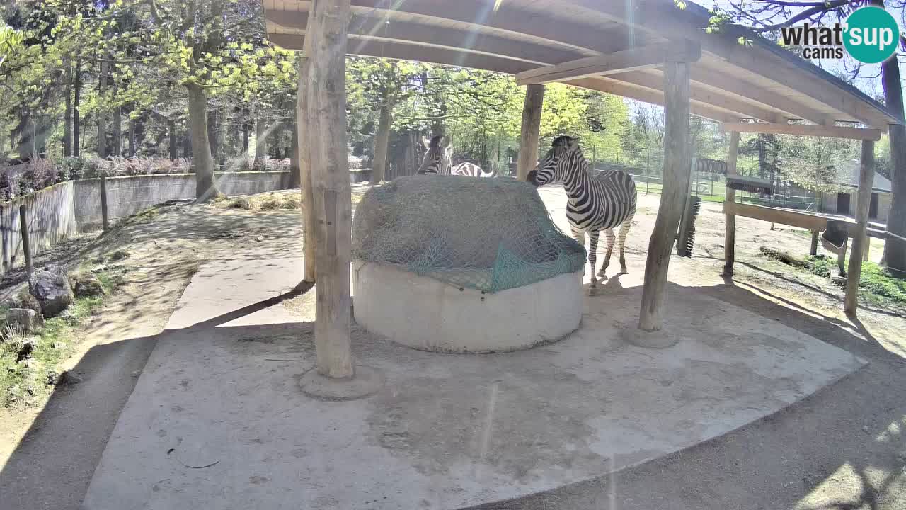 Live webcam Zebras in Ljubljana ZOO – Slovenia