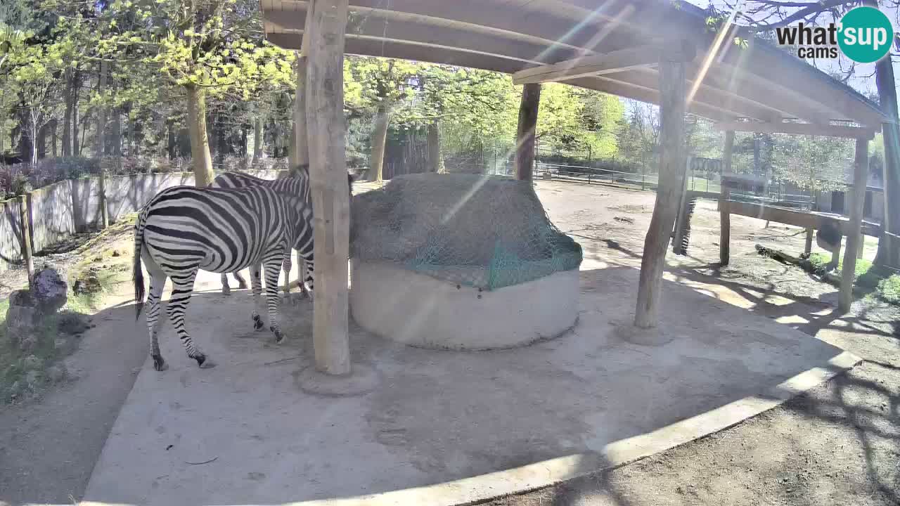 Live Webcam Zebras in Ljubljana ZOO – Slowenien