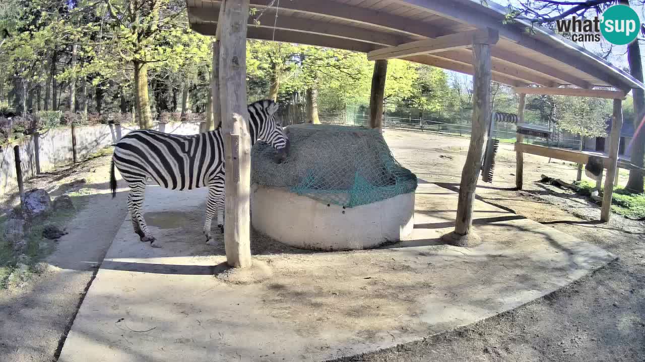 Le Zebre nello ZOO di Ljubljana – Slovenia Live webcam