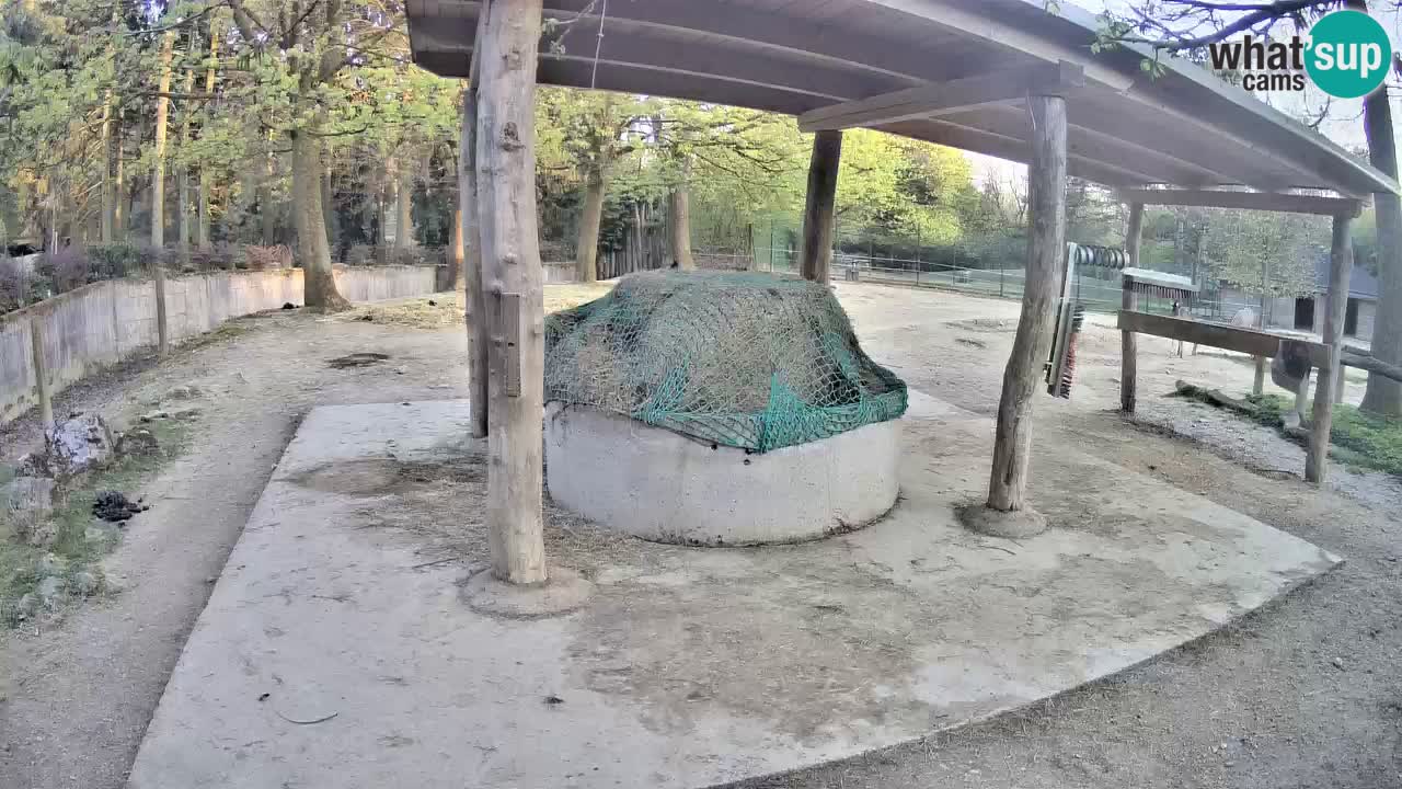 Live Webcam Zebras in Ljubljana ZOO – Slowenien