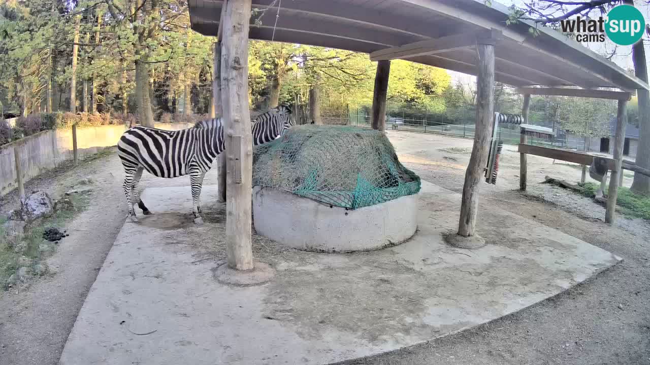 Live Webcam Zebras in Ljubljana ZOO – Slowenien