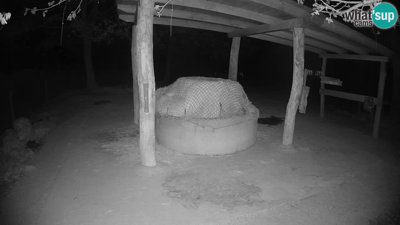 Live webcam Zebras in Ljubljana ZOO – Slovenia