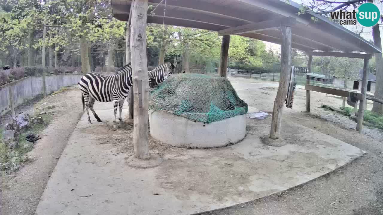 Live webcam Zebras in Ljubljana ZOO – Slovenia