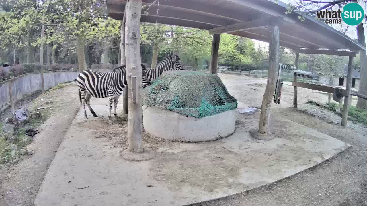 Live webcam Zebras in Ljubljana ZOO – Slovenia