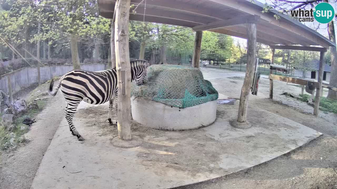 Live webcam Zebras in Ljubljana ZOO – Slovenia