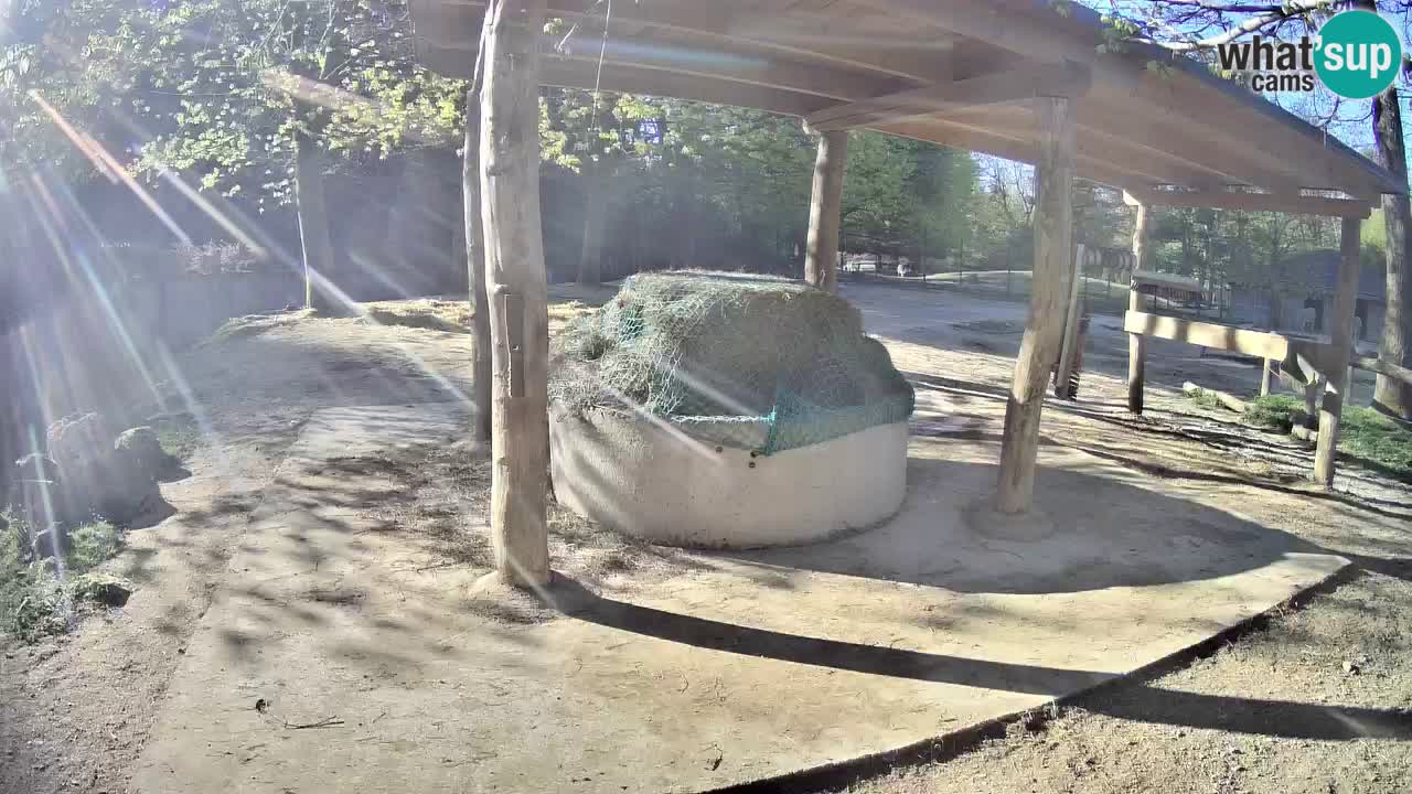 Live webcam Zebras in Ljubljana ZOO – Slovenia