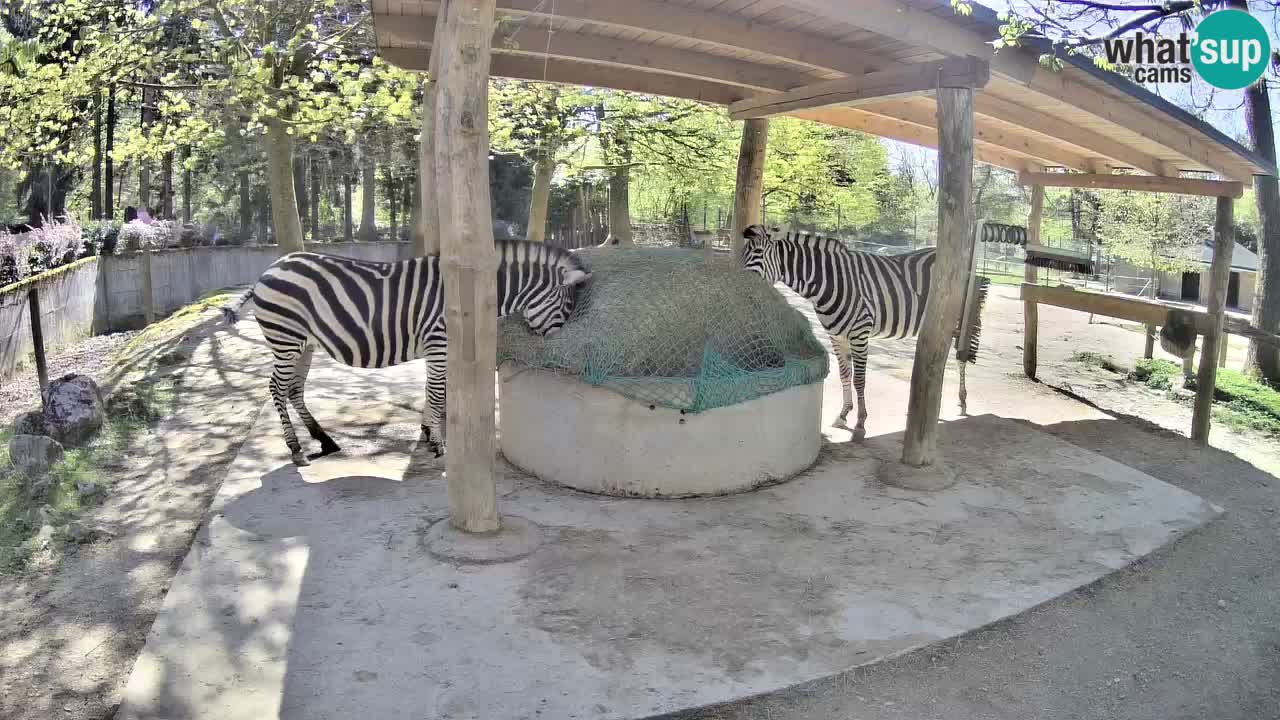 Camera en vivo Cebras in Ljubljana ZOO – Eslovenia