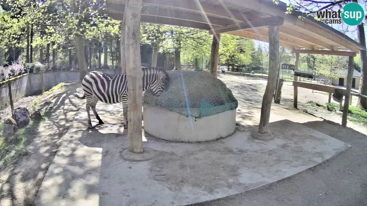 Camera en vivo Cebras in Ljubljana ZOO – Eslovenia