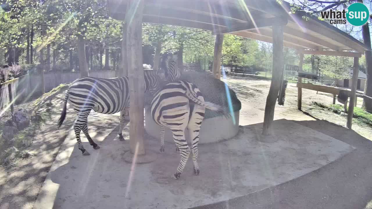 Zebre v živo v živalskem vrtu Ljubljana ZOO spletne kamere