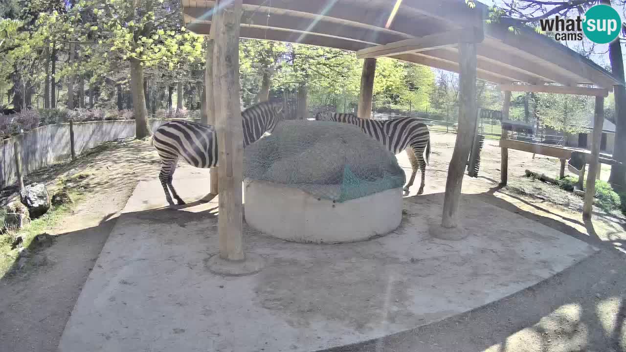 Zebre v živo v živalskem vrtu Ljubljana ZOO spletne kamere