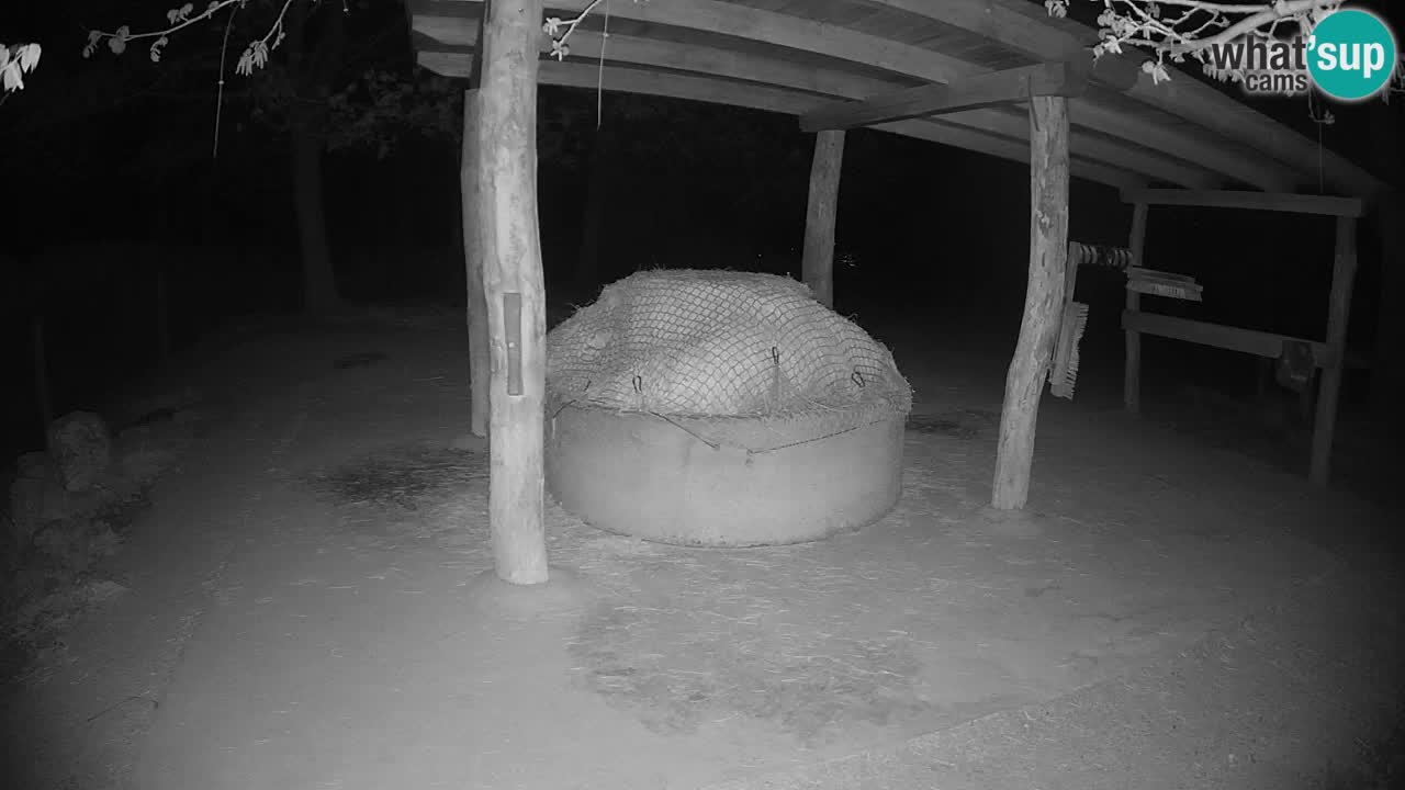 Live webcam Zebras in Ljubljana ZOO – Slovenia